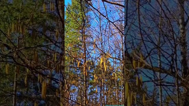 Нежный март!