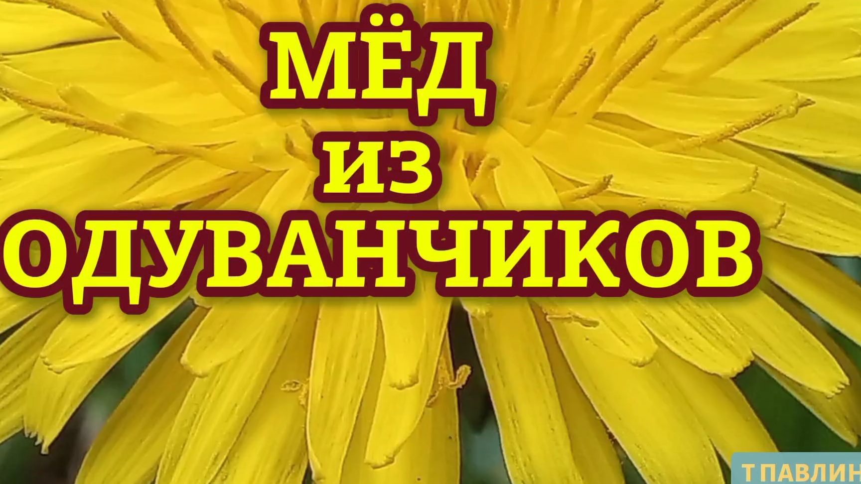 ВАРЕНЬЕ из ОДУВАНЧИКОВ.