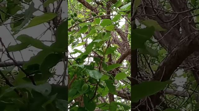 ЦВЕТЕНИЕ КАШТАНОВ