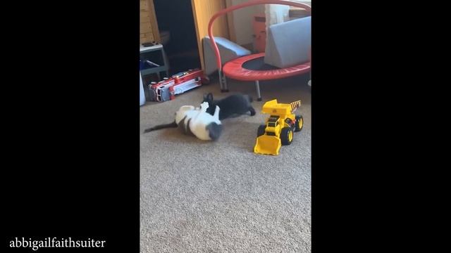 🐾СМЕШНЫЕ КОШКИ 2025 ЛУЧШИЕ ПРИКОЛЫ С КОТАМИ, КОШКА, КОТ, САМОЕ СМЕШНОЕ ВИДЕО💛