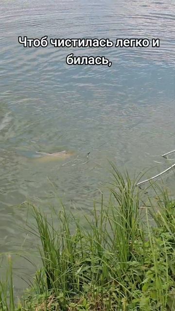 С Днём рыбака! #рыбалка #fishing #природа