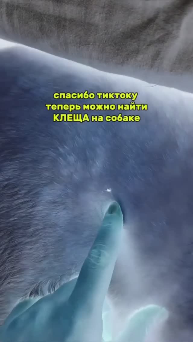 ТЕПЕРЬ КЛЕЩА НА СОБАКЕ МОЖНО НАЙТИ С ПОМОЩЬЮ АЙФОНА