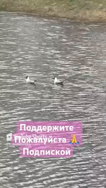 Голодные чайки кричат #рекомендации #хочуврекомендации #топанонсы #тикток #вреки #топ #tiktok #реки