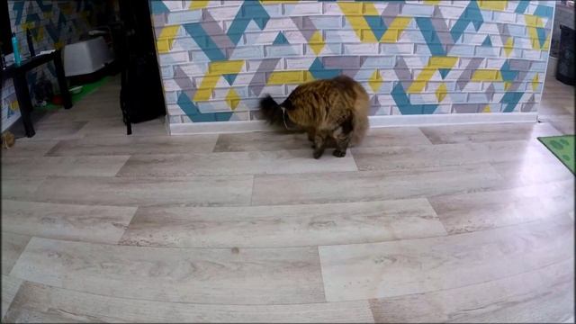 Игровые моменты: Мейн-кун показывает, кто здесь главный!