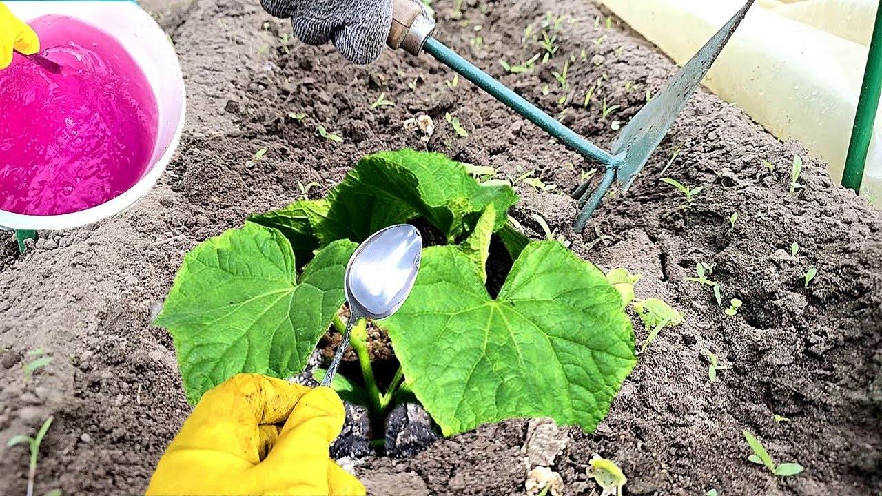 Все соседи спрашивают, почему у меня ТАК МНОГО ОГУРЦОВ! Раскрываю секрет