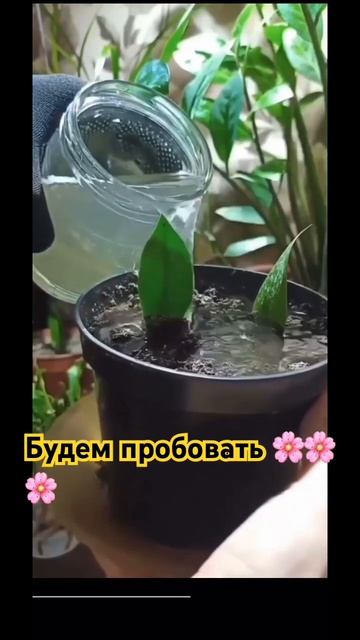 Подкормка для цветов 🩷🌸👉Подпишись и поставь класс