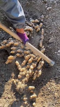 The process of digging ginger plants #shorts