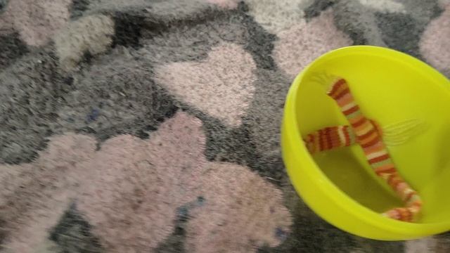 играем в игрушки