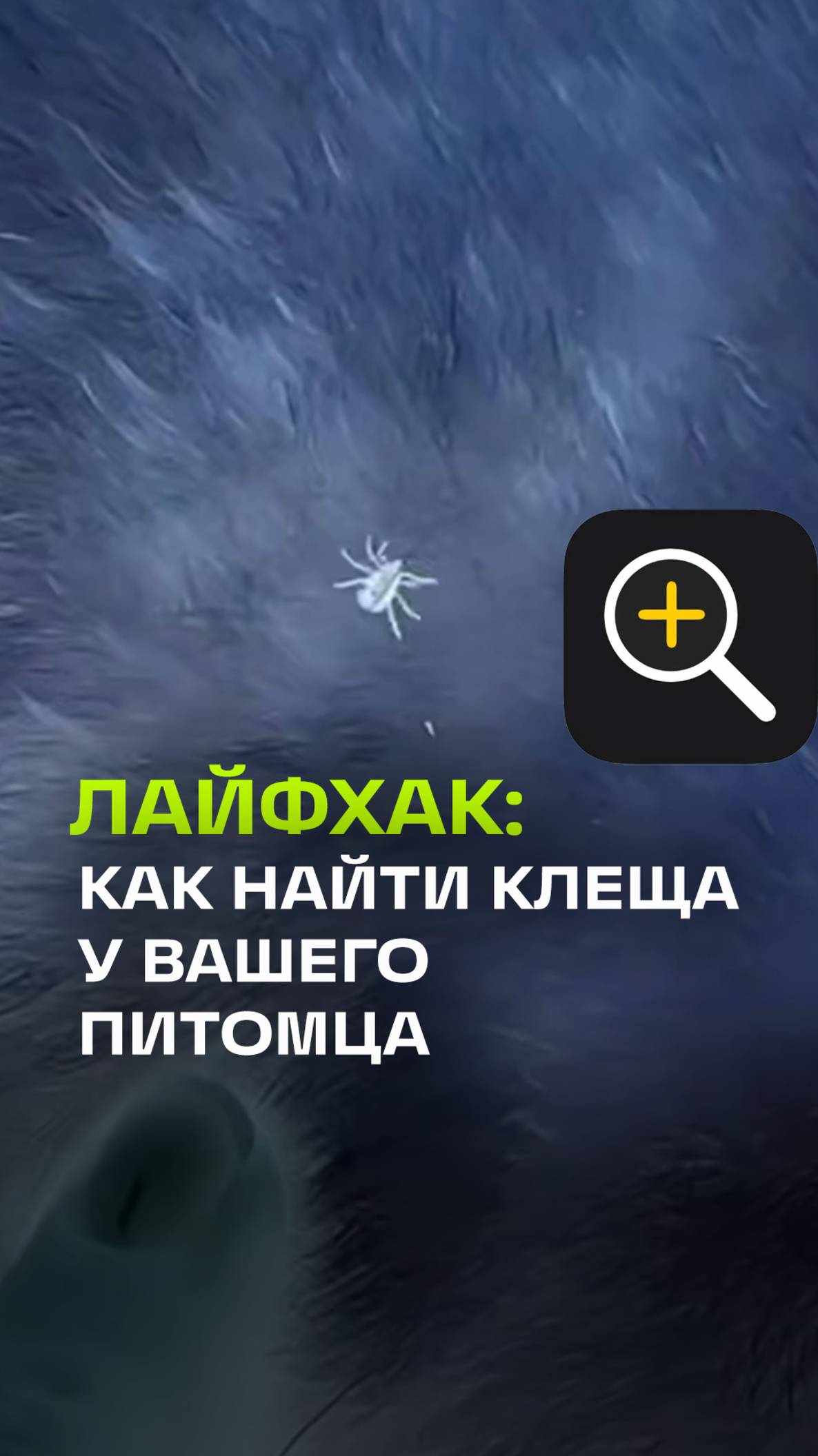 Лайфхак для питомцев. Найди клеща за секунды с помощью Лупы в iPhone
