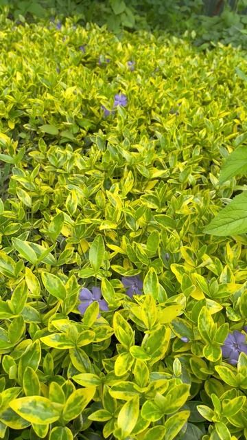 Барвинок малый Ауреовариегата #цветы #garden #растения #садоводство