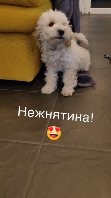 Нежнятина Тэдди!