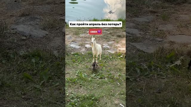 Как пройти апрель без потерь для Овна #знакизодиака #а?