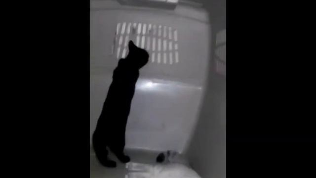 #КОТЕНОК  #МАНЧКИН СКУЧНО НЕ БЫВАЕТ _кошки отжали чужую квартиру_ ЗАМЕРЗ ВОДОПРОВОД