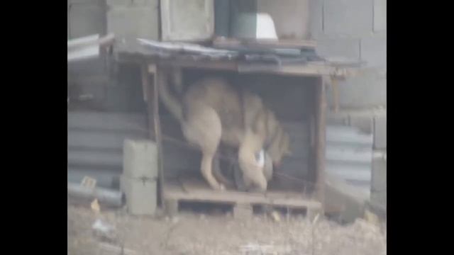 Прикол.Пес извращенец)))))