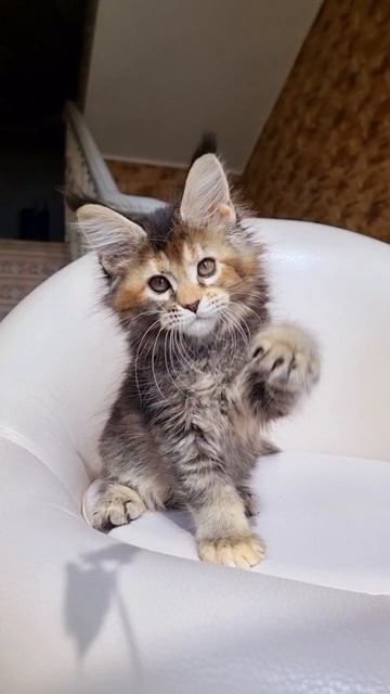 Priscilla Mos Lakshestar котенок мейн кун 2 месяца 3 дня.