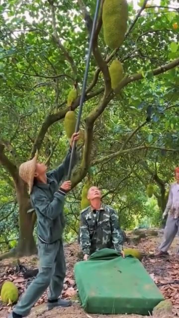 Use this method when picking jackfruit #shorts