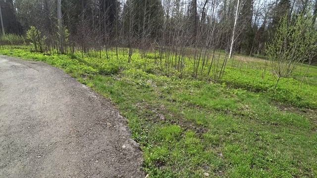 В майский лес за пистиками. Пермь, Биомед. 14 мая 2025