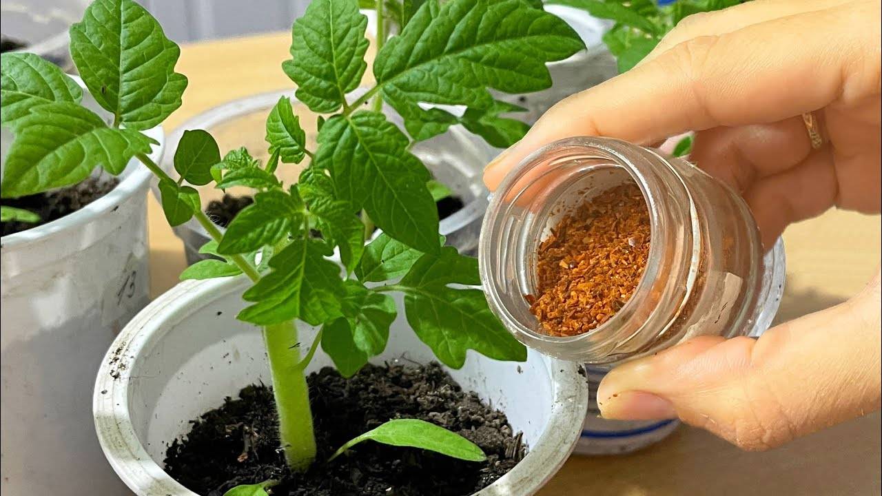 🍅🌶️🥒 НЕ ВЫРАЩИВАЙТЕ ТОМАТЫ, ПЕРЦЫ И ОГУРЦЫ БЕЗ ЭТОГО! РАССАДА БУДЕТ КРЕПКАЯ И УРОЖАЙНАЯ! 🌶️🥒🍅