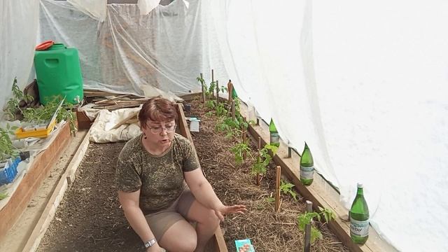 ТЕПЛИЦА/ЗЕМЛЯ И ТОМАТЫ К ПОСАДКЕ ГОТОВЫ. 14.05.25г