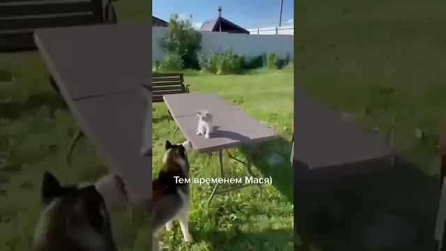 Наш TG https://t.me/liveofcats