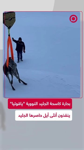 بحارة كاسحة الجليد النووية "ياقوتيا" ينقذون أنثى أيل حاصرها الجليد