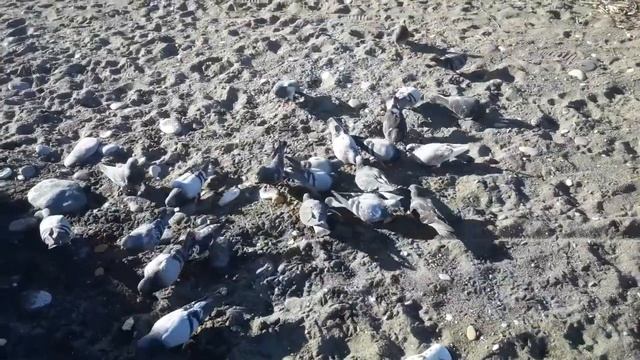 Ритуал - онлайн на большие деньги на Пасху на зайца. К И