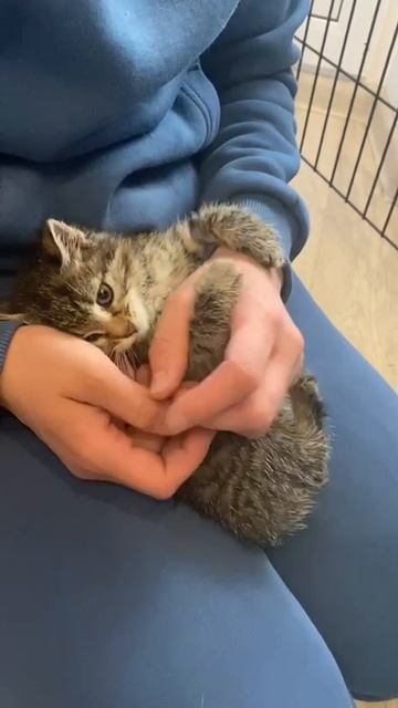 Тима - самый бодрый котёнок из спасённого детского сада
#Тима #Туся #Тося #КотятаТСХА