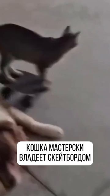Поддерживаем вас Юмором каждый день!