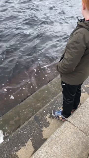 #shorts Полезали к Днепру Дима стоит на лесные красиво но