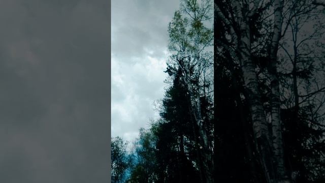Берёзка на кладбище 1