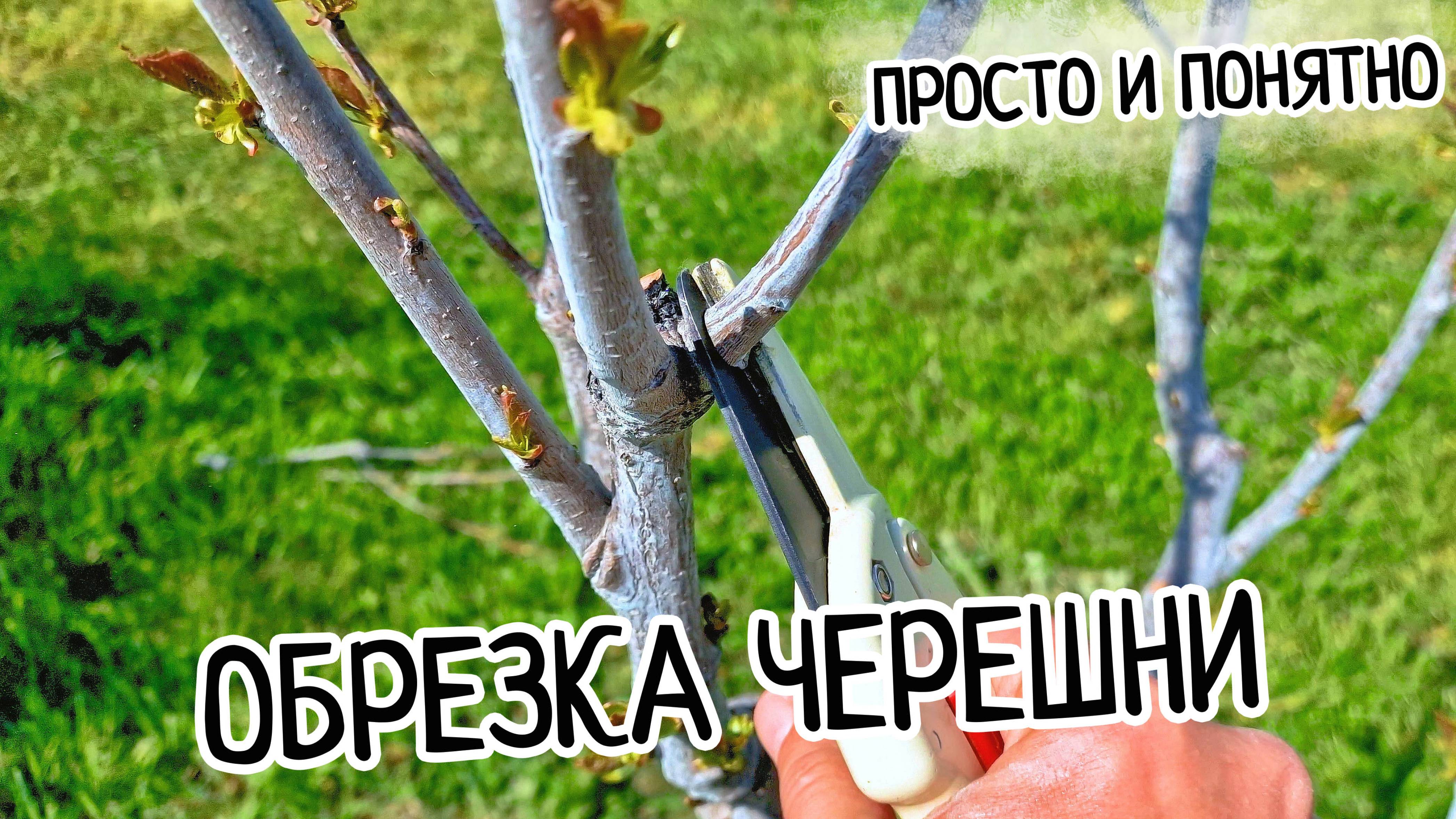Обрезка черешни в первые года! ПРОСТО И ПОНЯТНО! Формирование кроны черешни по системе KGB.