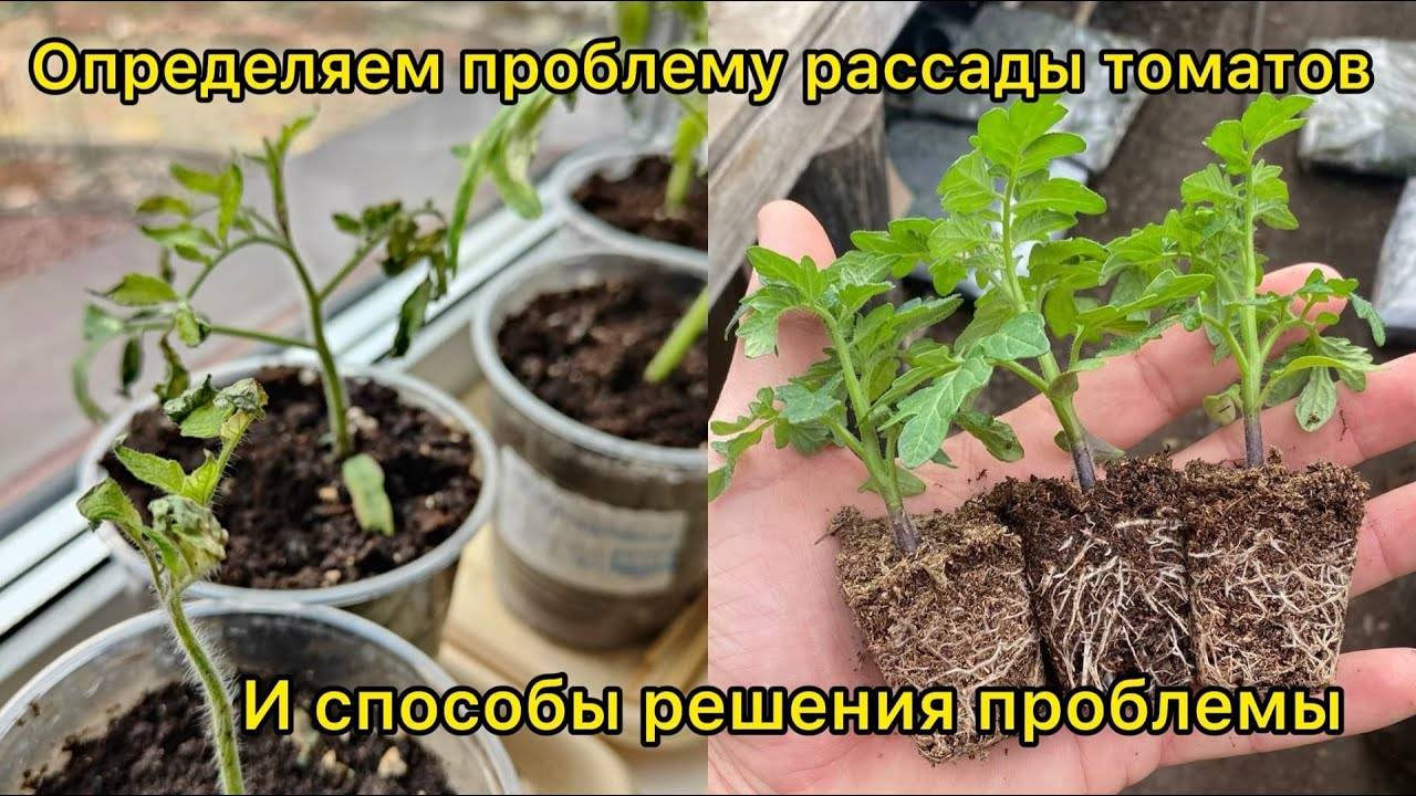 🌿🍅 САМЫЕ ЧАСТЫЕ ПРОБЛЕМЫ РАССАДЫ ТОМАТОВ: РАЗБИРАЕМ ПО ФОТО. ПРИЧИНЫ И СПОСОБЫ РЕШЕНИЯ 🍅🌿