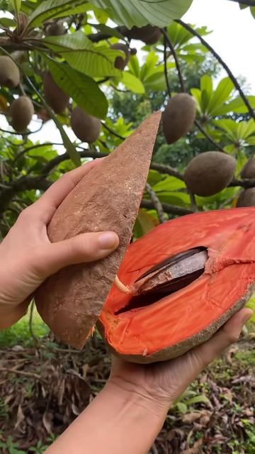The process of splitting sapodilla fruit #shorts