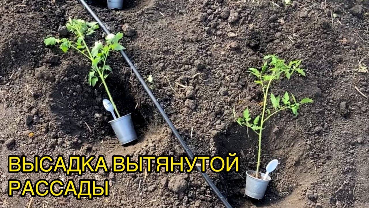 🌿🍅 КАК ПРАВИЛЬНО ВЫСАДИТЬ ПЕРЕРОСШУЮ РАССАДУ ТОМАТОВ 🍅🌿