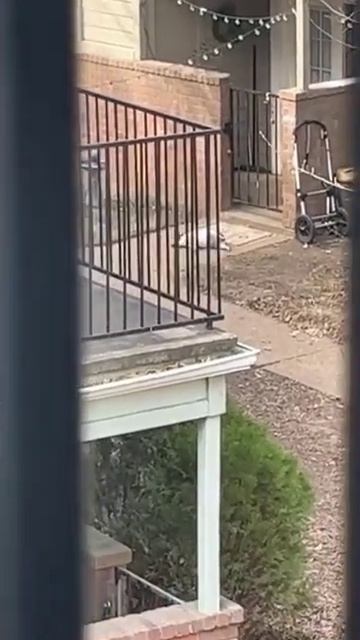 ТОЛСТАЯ СОБАКА ЗАСТРЯЛА В ЗАБОРЕ #animals #funny #dog