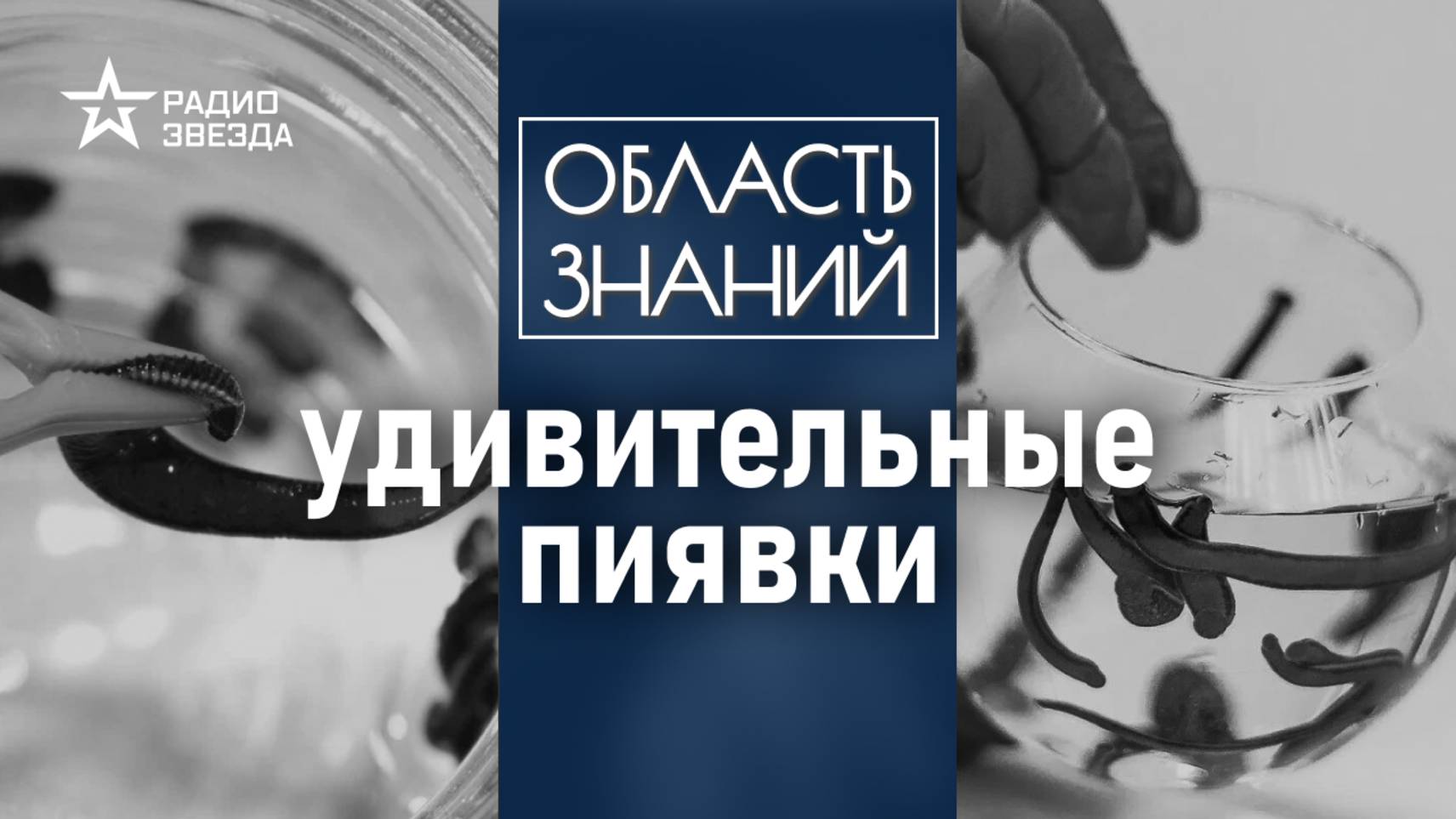 Зачем пиявке три челюсти? Лекция биолога Натальи Носовой
