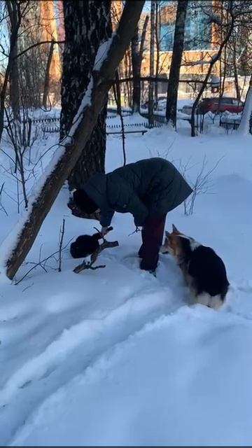 #МАНЧКИН котенок утонул в снегу #shorts