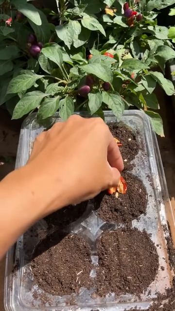 The process of planting chili seeds #shorts