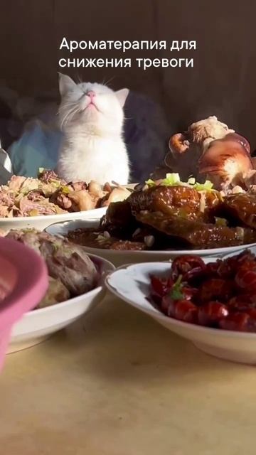 Расслабляемся 😺 #юмор