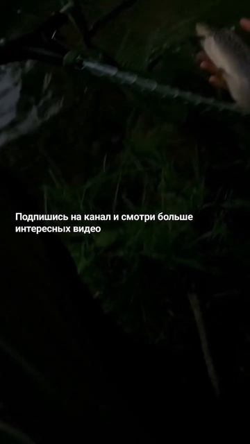 Рыбалка на крупную ФОРЕЛЬ! #fishing #angeln #short #shortvideo #reels