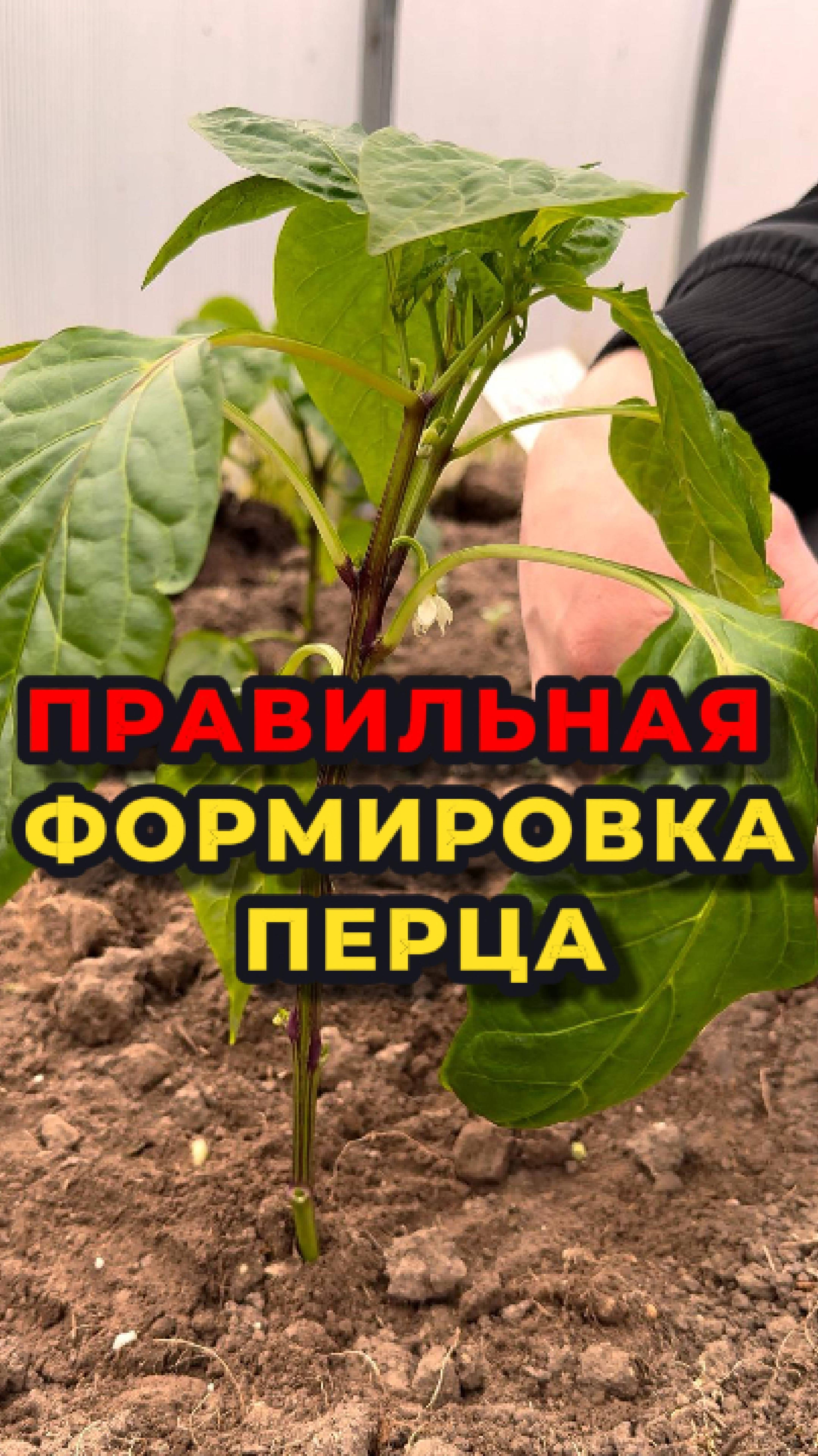 👉🫑Вот как нужно формировать ПЕРЕЦ для богатого урожая🫑