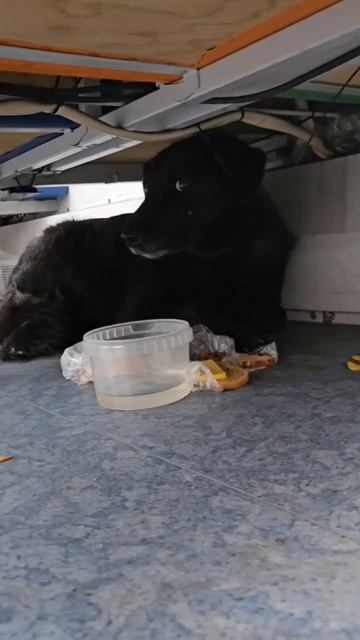 🐕Собачка ездила в подмосковных электричках, пряталась под сиденья и ждала помощи людей🐕