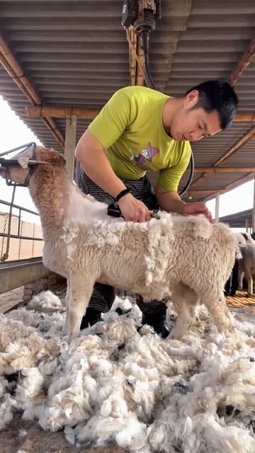 The process of taking sheep's wool #shorts