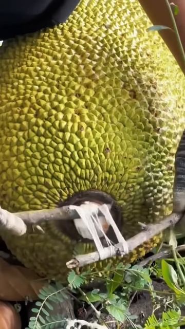Jackfruit sap can be made into glue #shorts