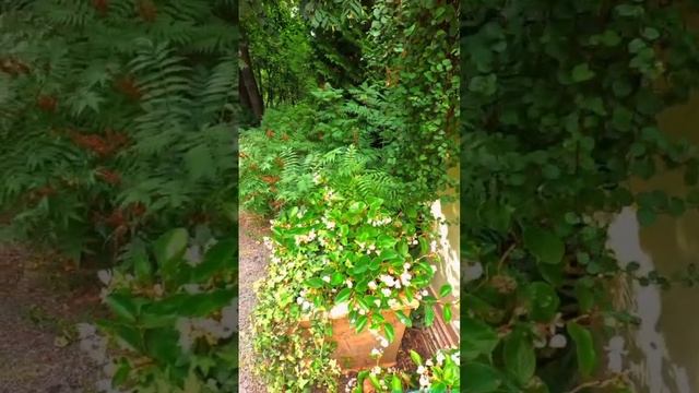 Летний домик графа Орлова в Нескучном саду!