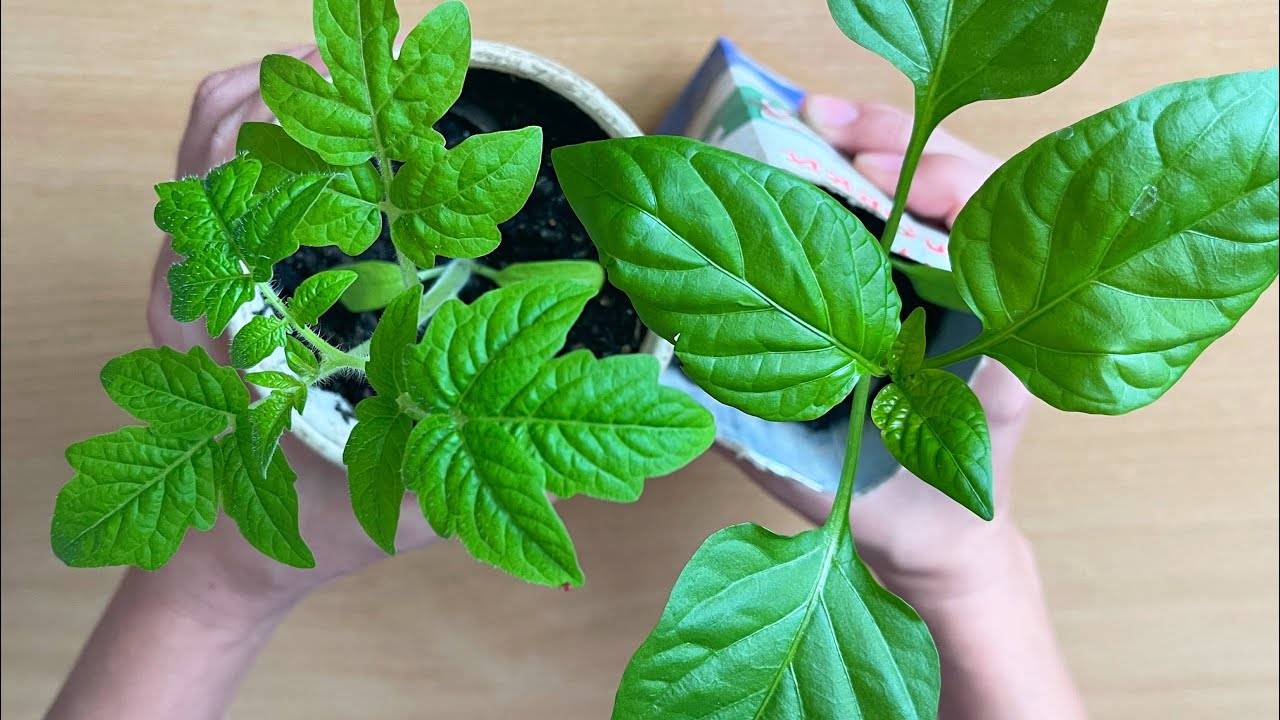 🌿🆕 БЛАГОДАРЯ ЭТОМУ У МЕНЯ ВСЕГДА НИЗКАЯ И ТОЛСТАЯ РАССАДА! НОВЫЙ СПОСОБ ВЫРАЩИВАНИЯ РАССАДЫ 2025