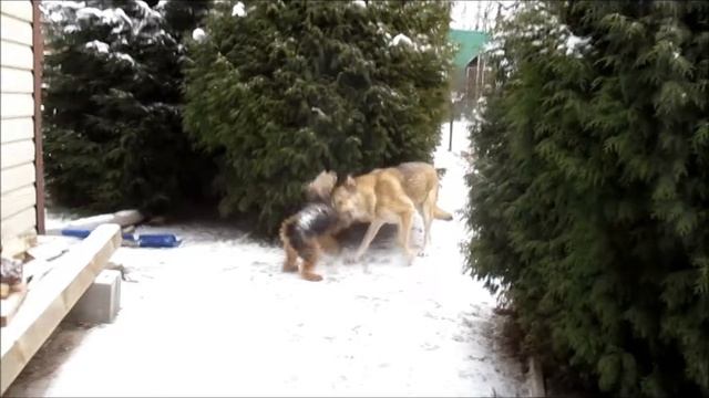 Снегопад 15.12.2020