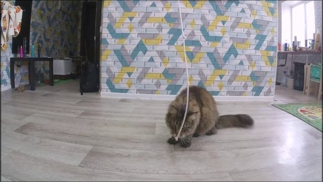 Игровые приключения с моим мейн-кун — умные хулиганы!