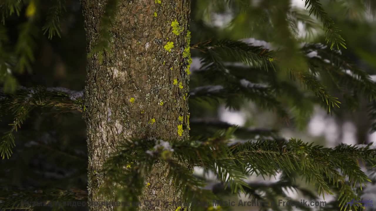 Мелодия шепчет, как звучит настоящее спокойствие - Haunted House -- Quint Baker -- Psychic Catz Enoc