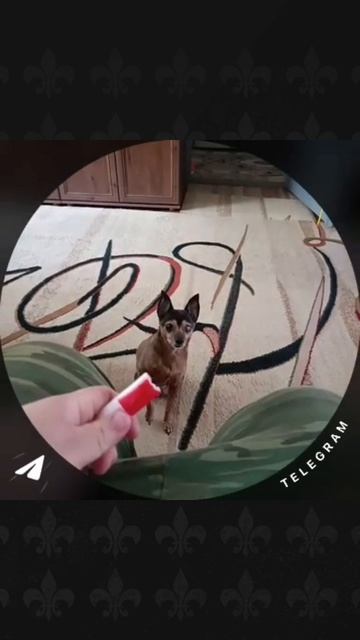 Шо ты?